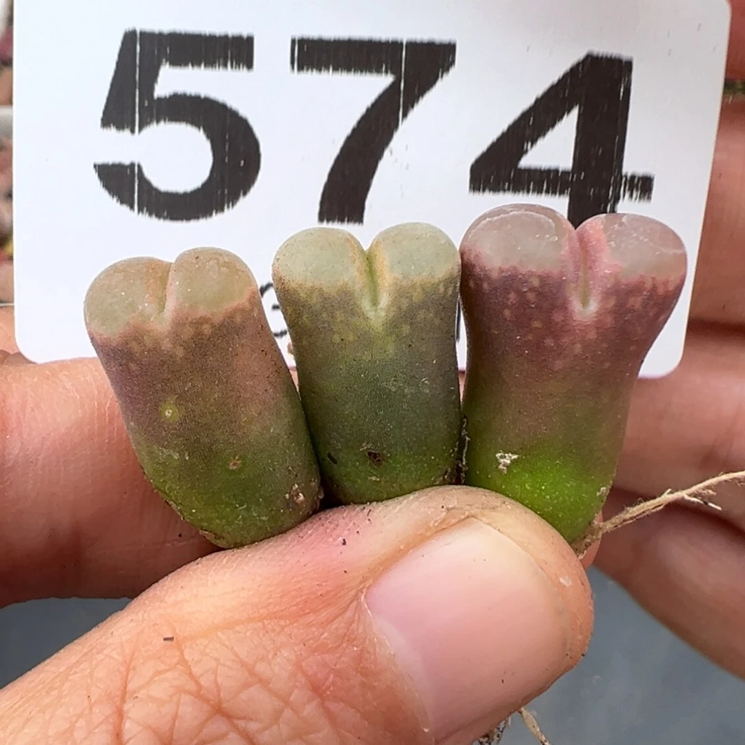 2.15好看的多肉574