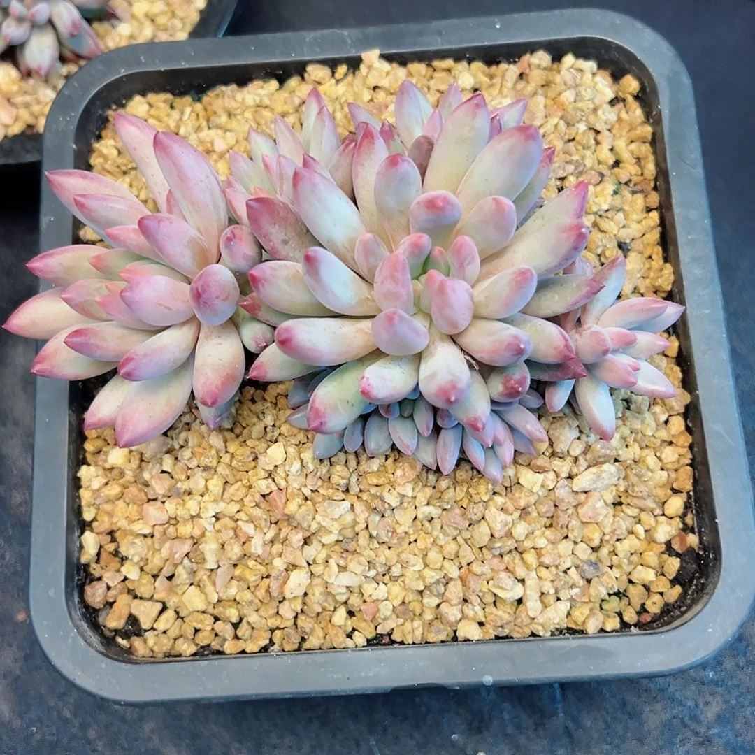 【闪购商品】无花朵流沙虞美人