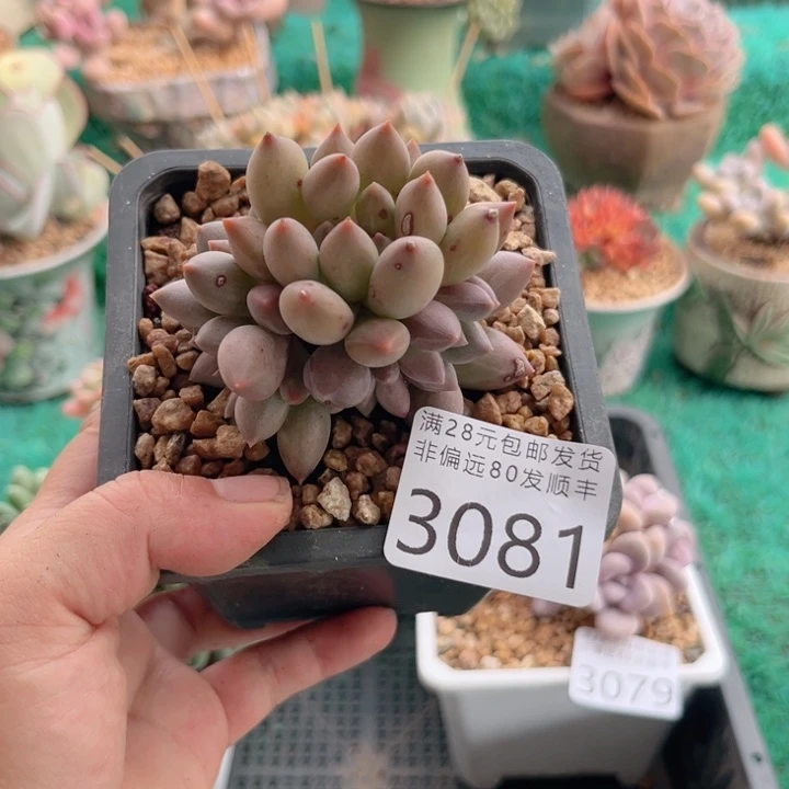 风***时大3081）dbcbvbbbbb