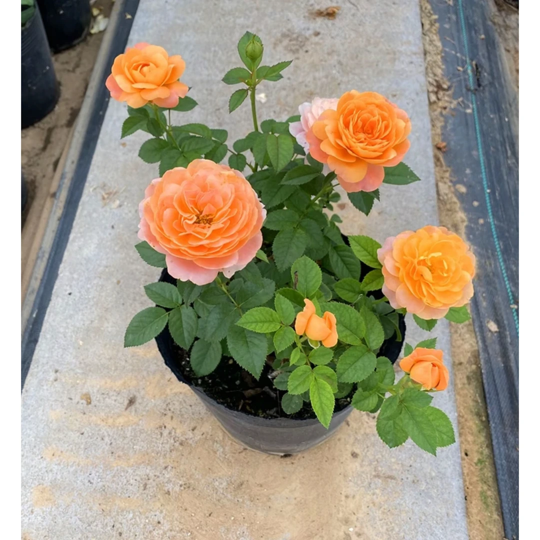 【带花苞发货】月季花果汁阳台庭院花卉植物盆栽蔷薇玫瑰花苗带花苞