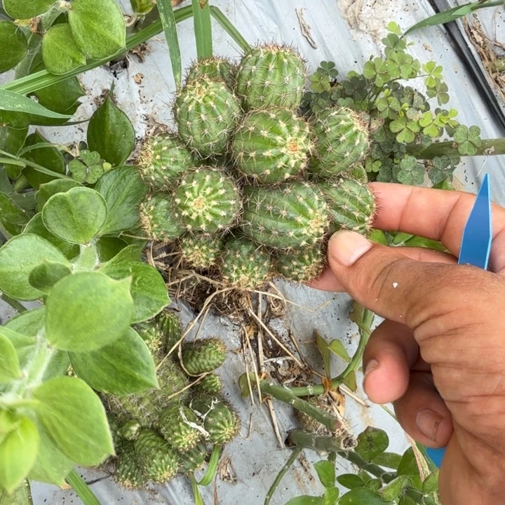 日****矮胖白檀1280群生159