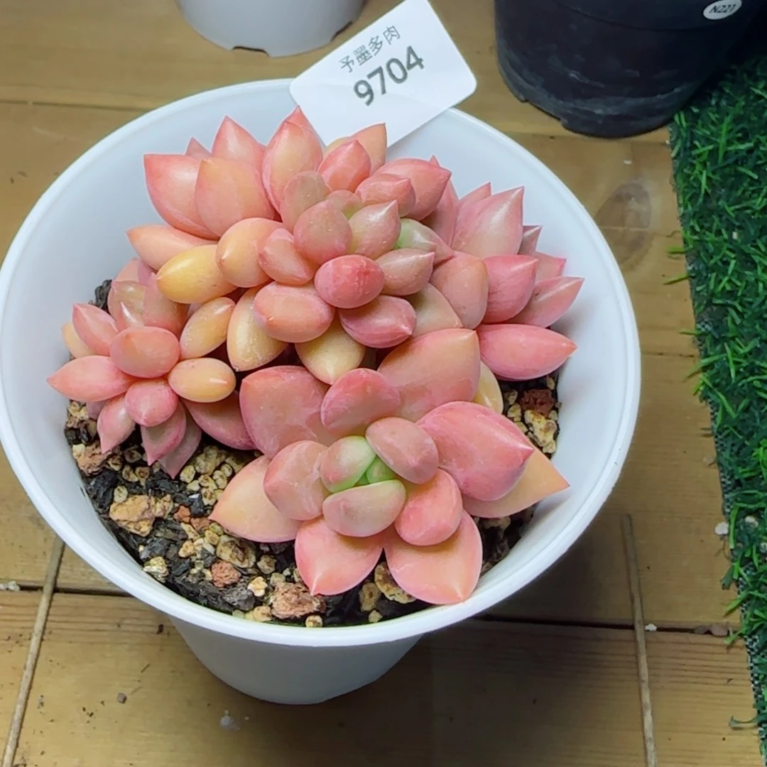 桃花源小树，9704多肉植物