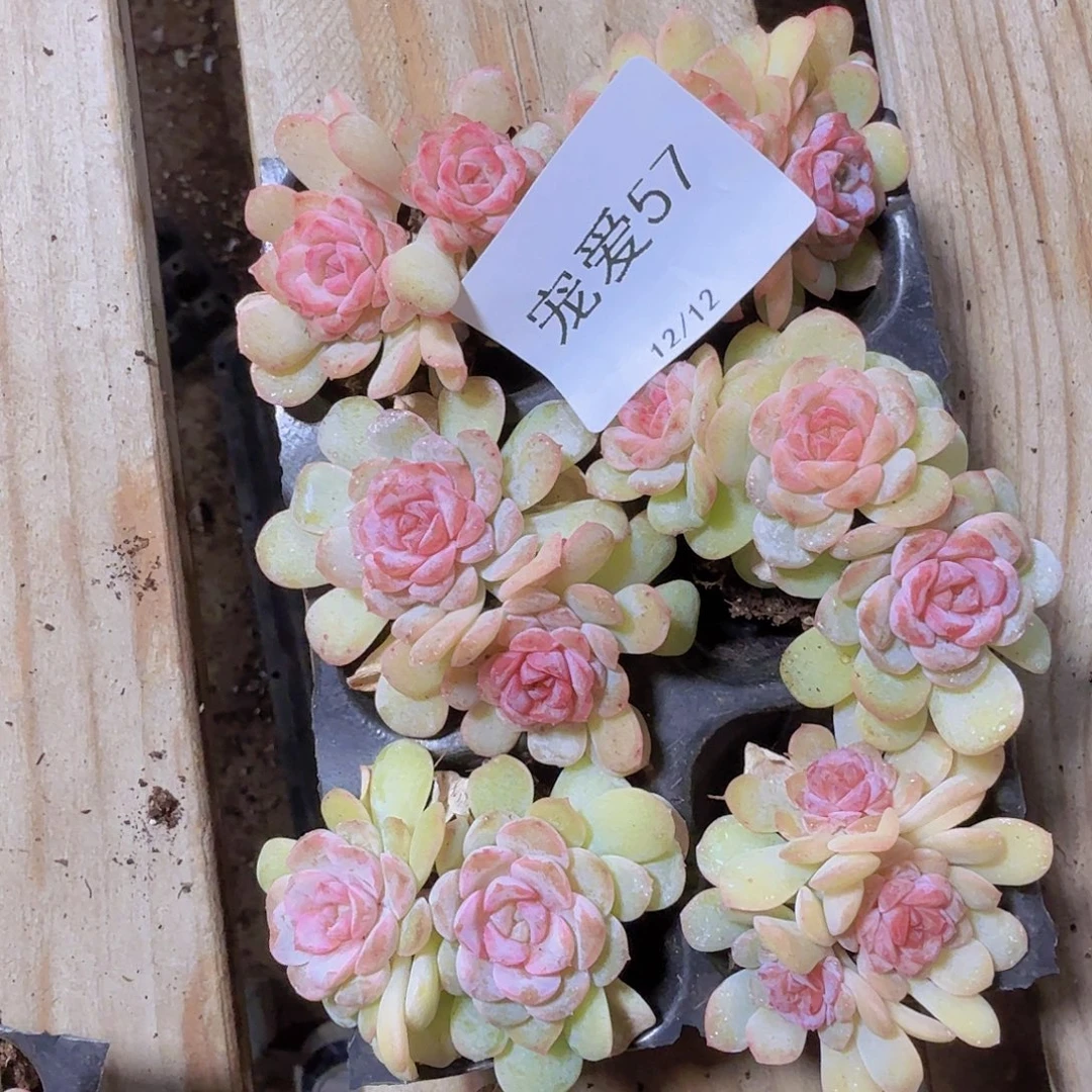 直播福利一物一拍57