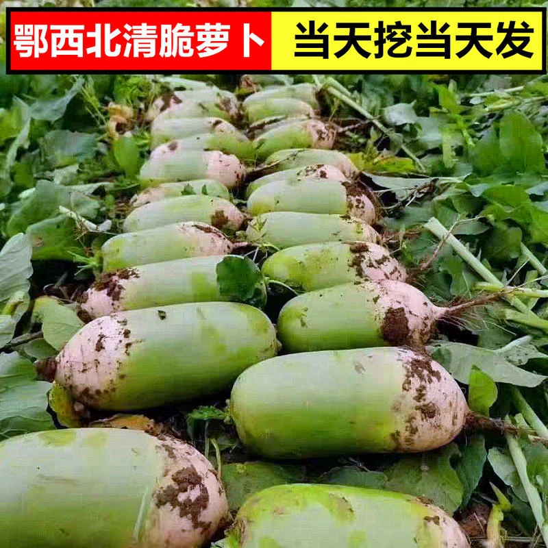 湖北新鲜绿萝卜生吃白萝卜沙地现挖现发沙窝萝卜包邮时令生鲜蔬菜