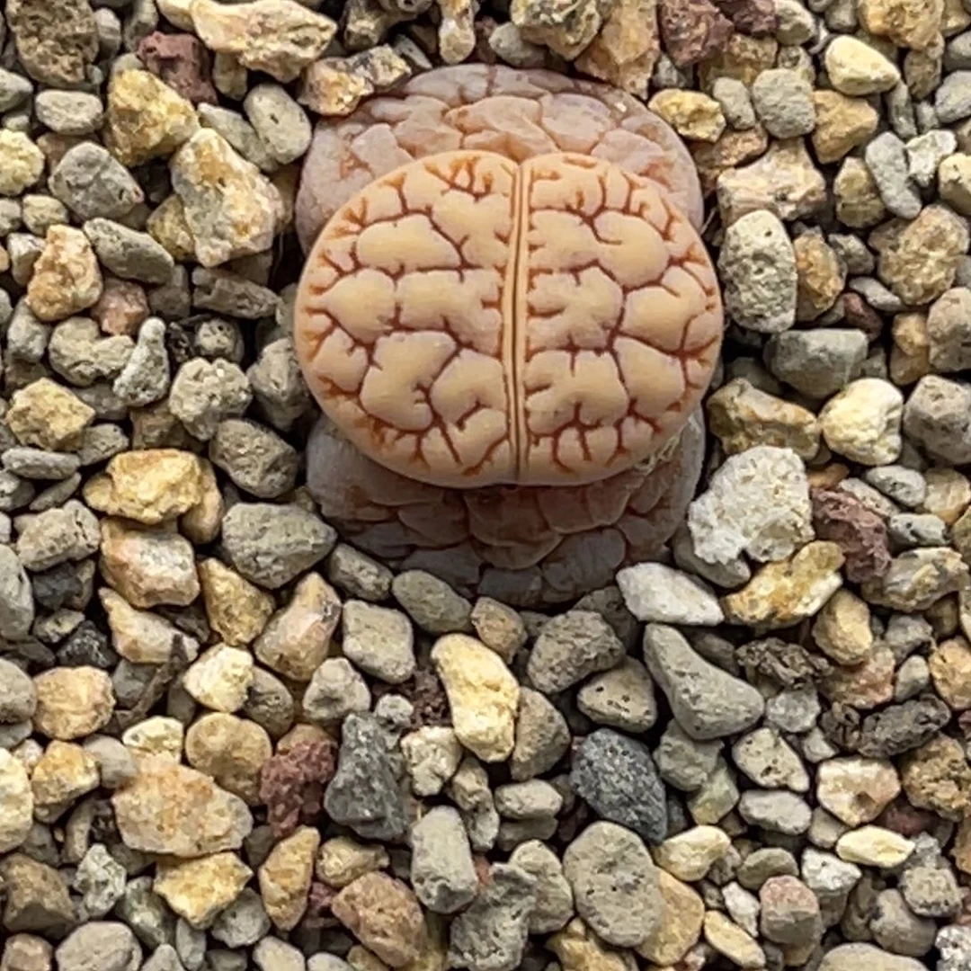 3382睫毛凹凸189睫毛