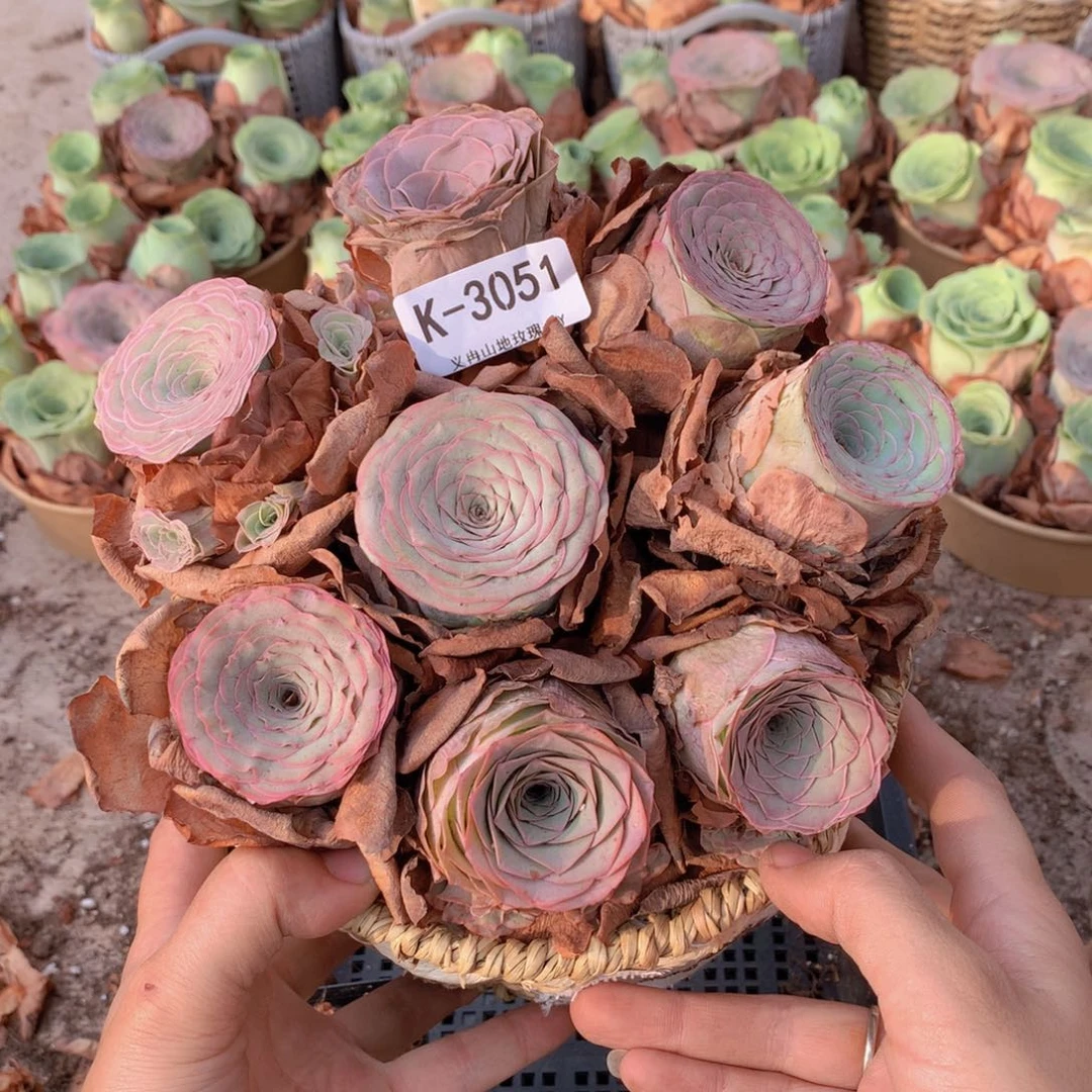 3051带篮子精品货8颗