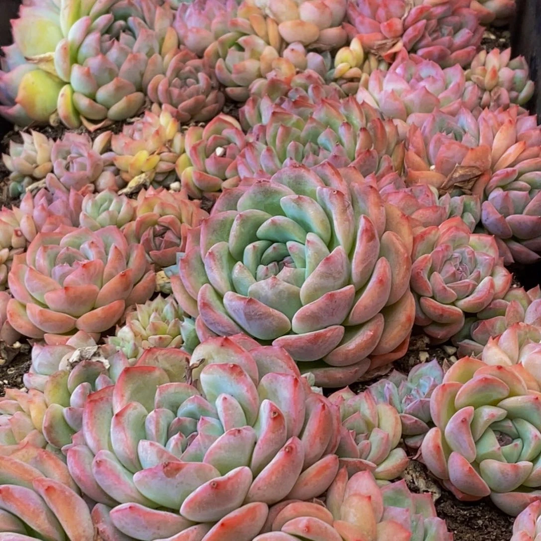 145多肉植物保护研究所所长