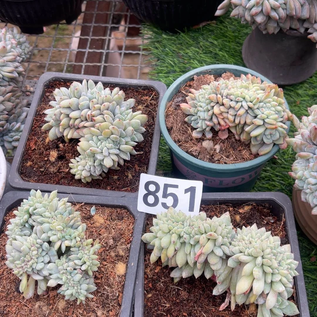 851号158 999999999999