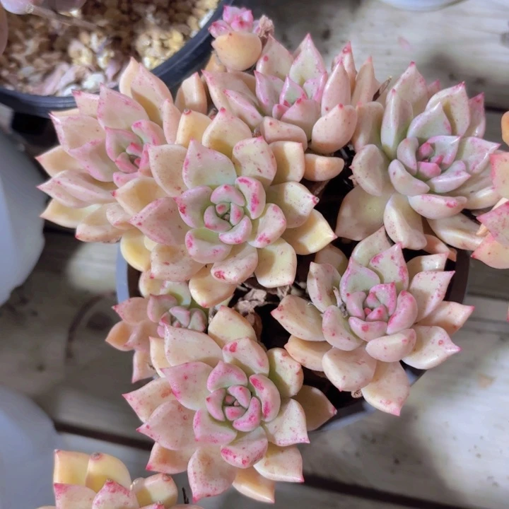 璀璨多肉植物19.8