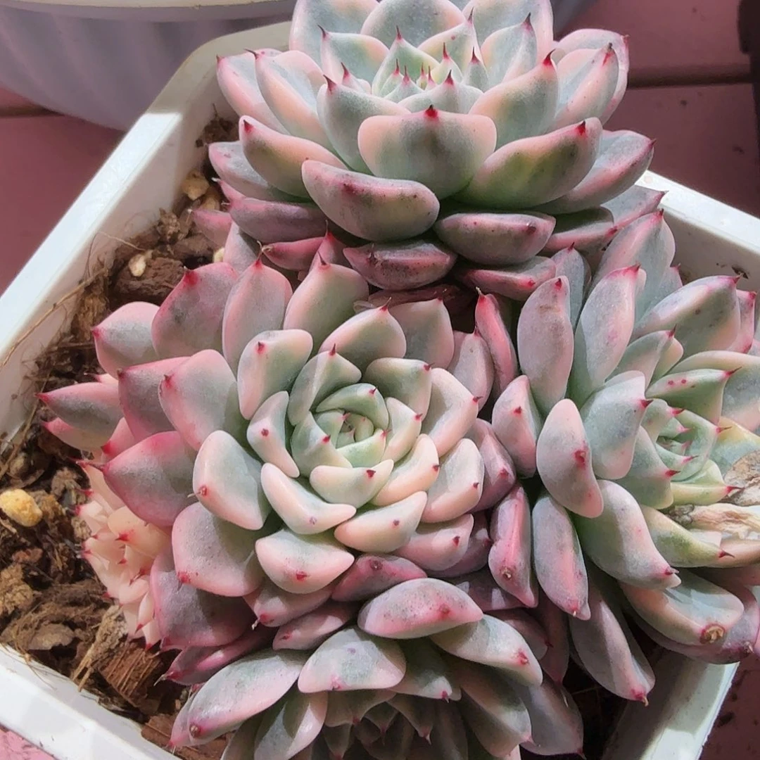 沙罗姬锦群，多肉植物