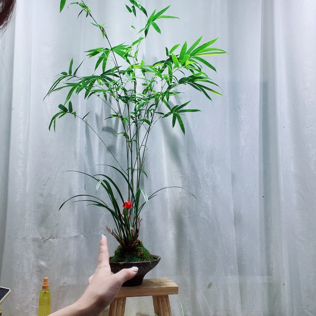 孙***理无花朵红观音竹漂亮漂亮
