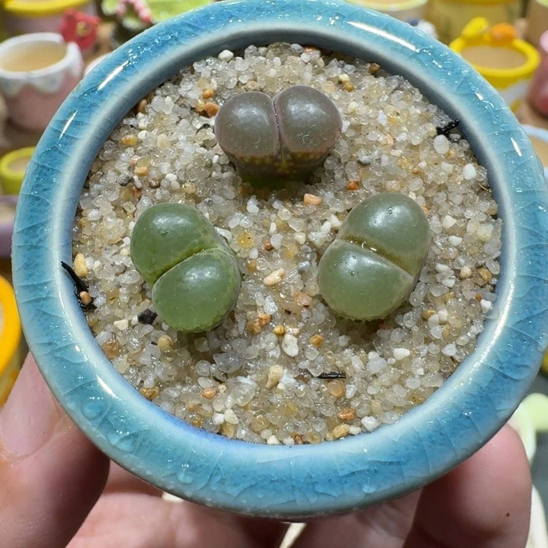 蘑菇1240粉樱多肉植物