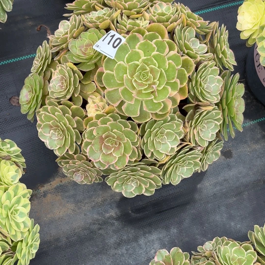 110莲花座多肉植物发货