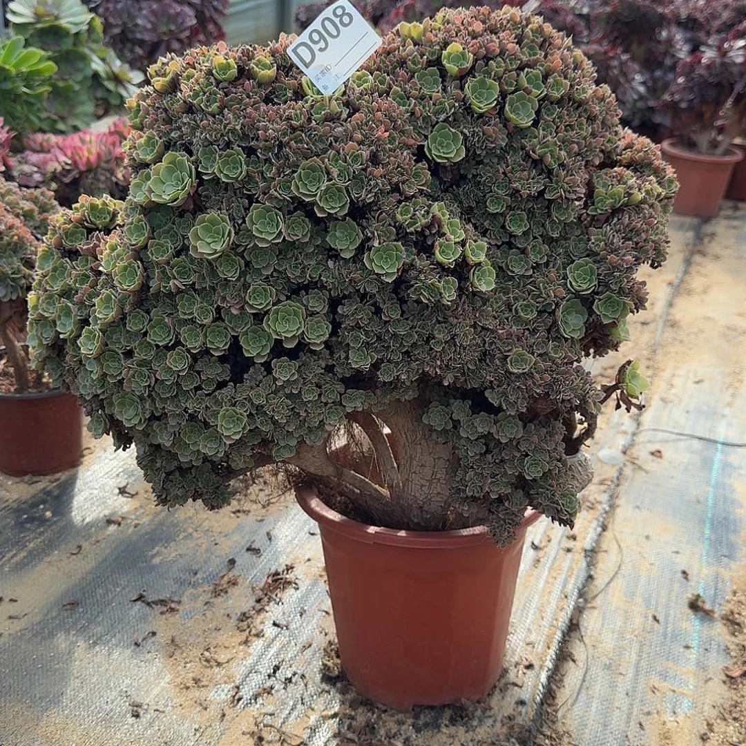 908玫瑰朵朵微瑕一颗