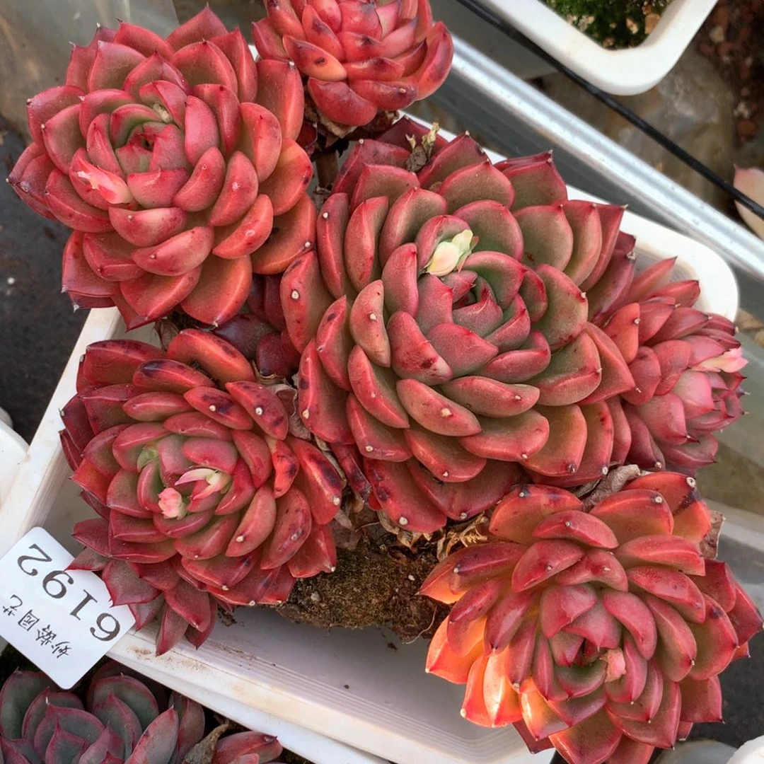 6192不包掉头整散不售后