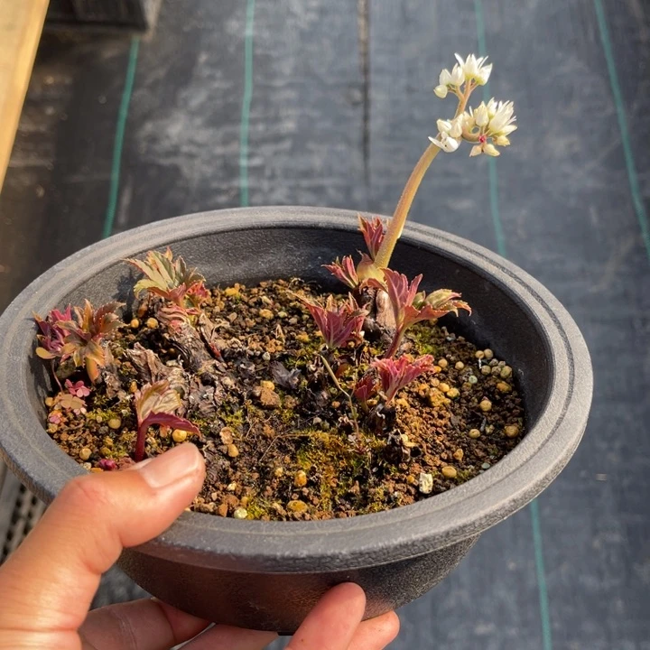 妙**观山野草盆栽