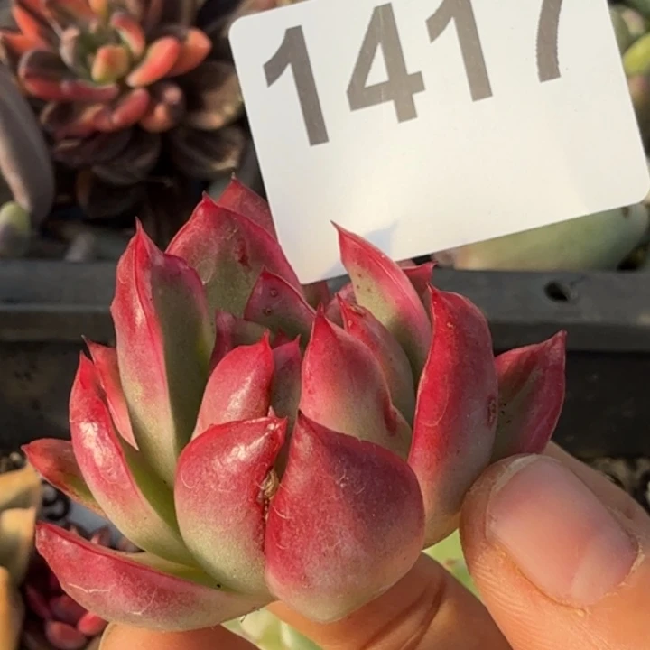 无根多肉植物满18包邮当场凑单不满单隔天发顺丰到付