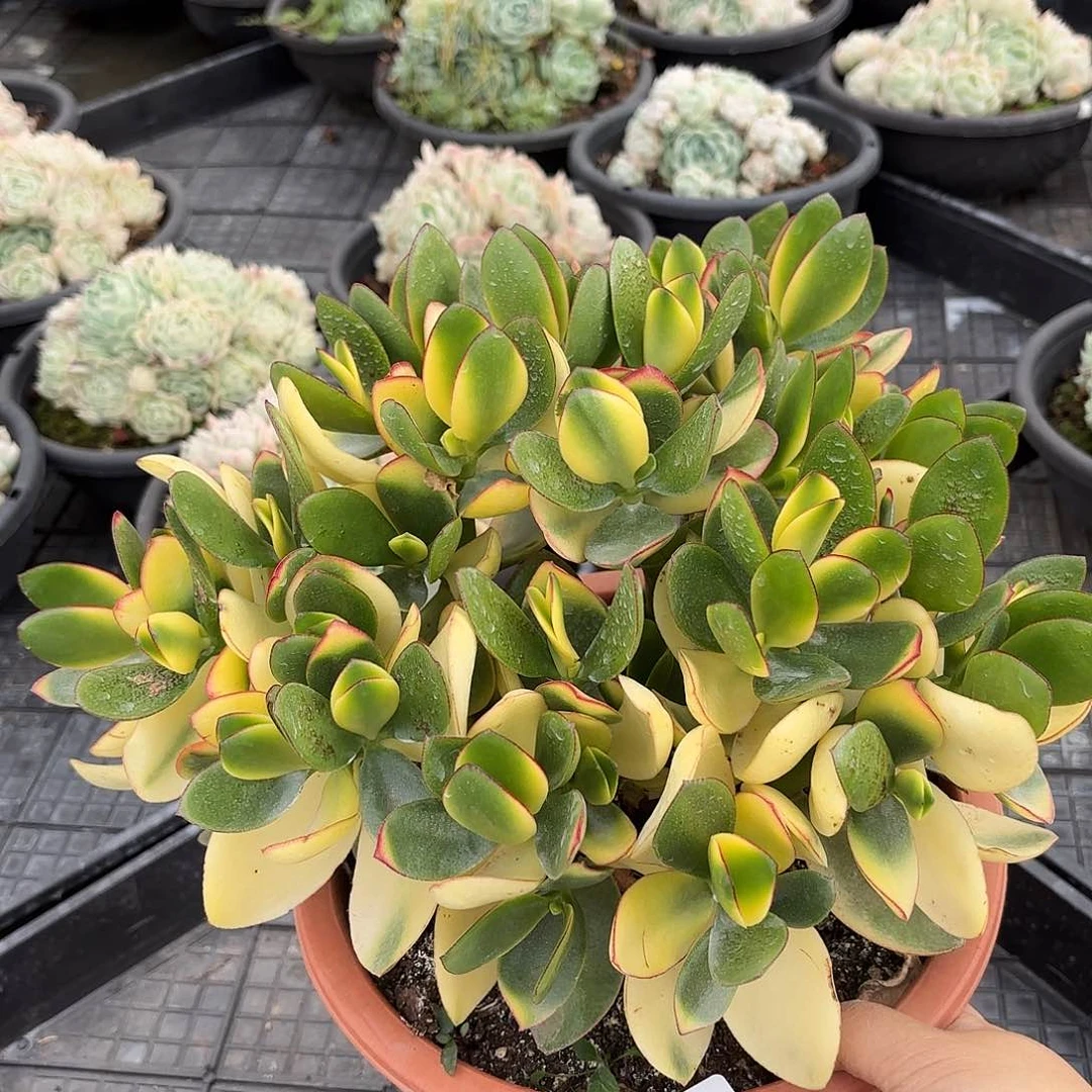 同温层多肉新花月锦341