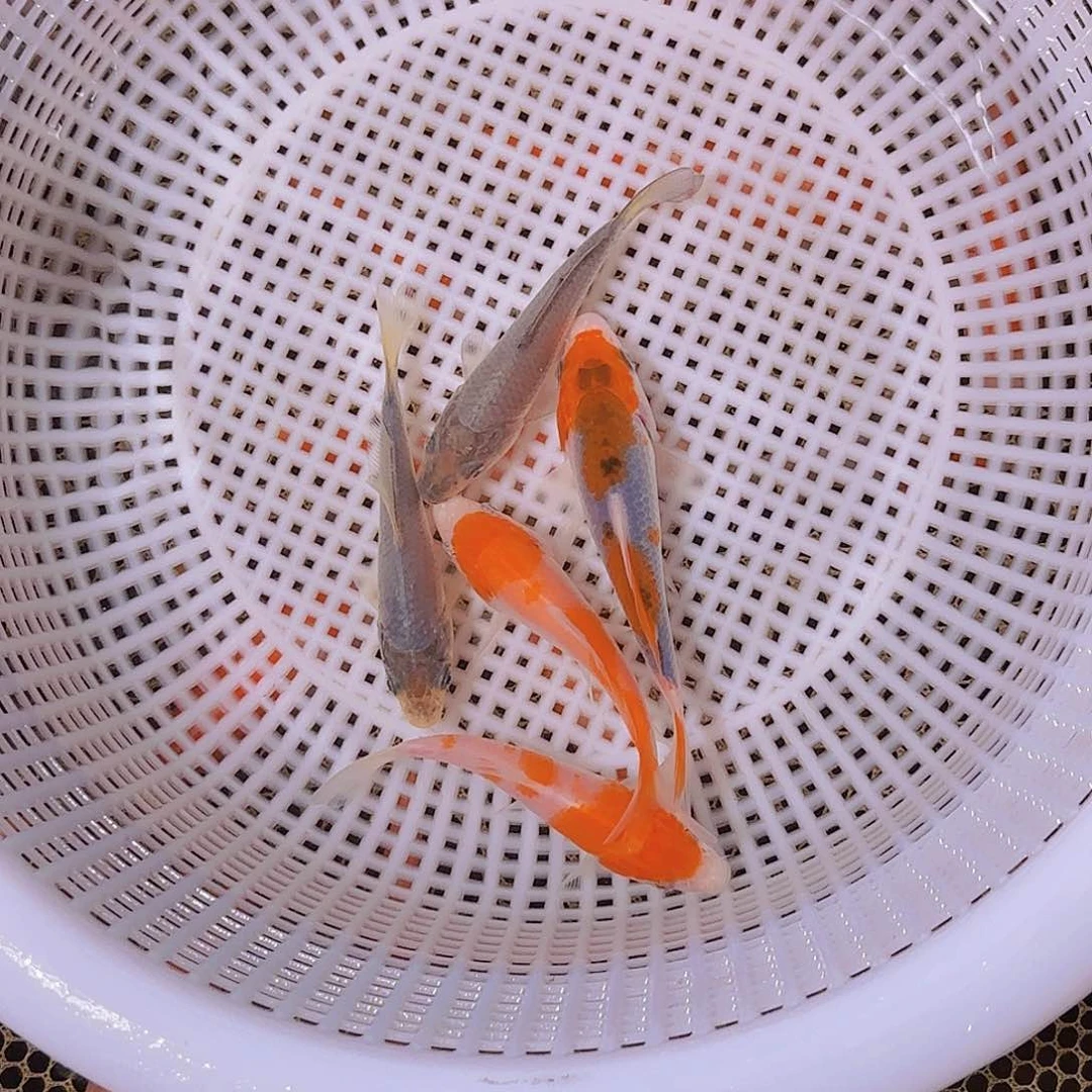 。***。海水锦鲤的故事是