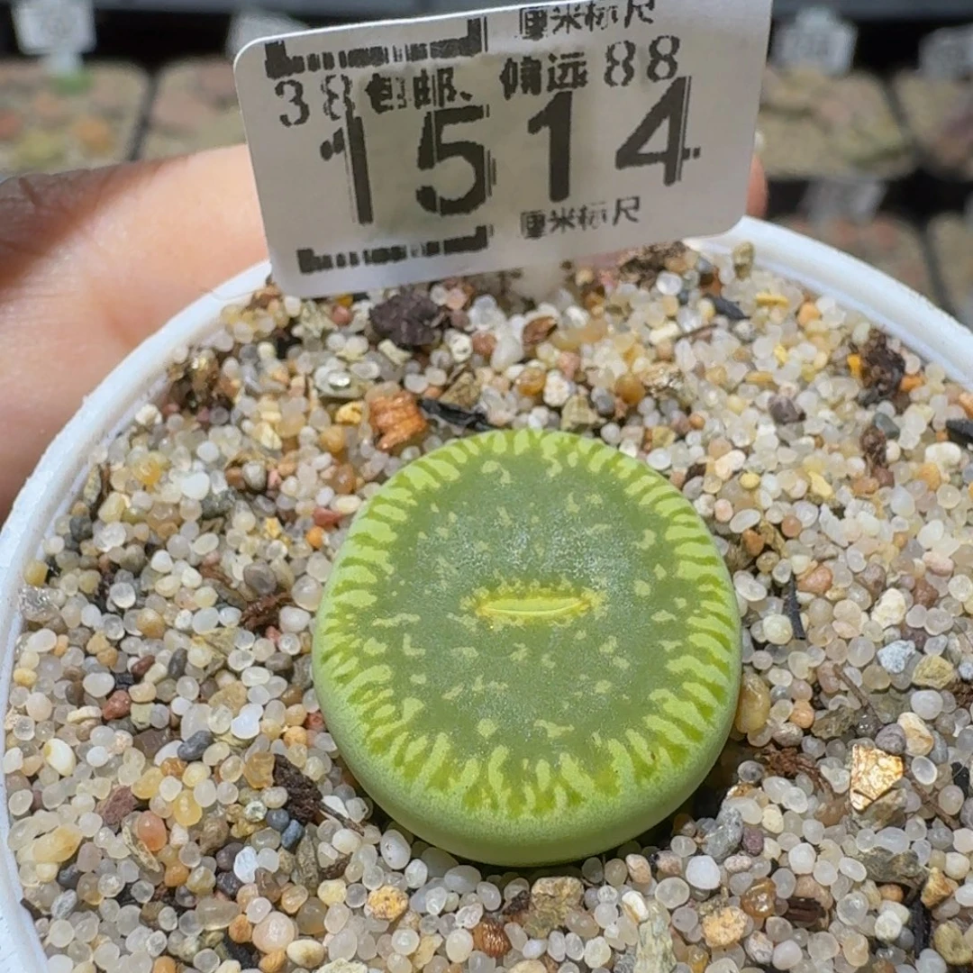 Sssss精品生石花1514