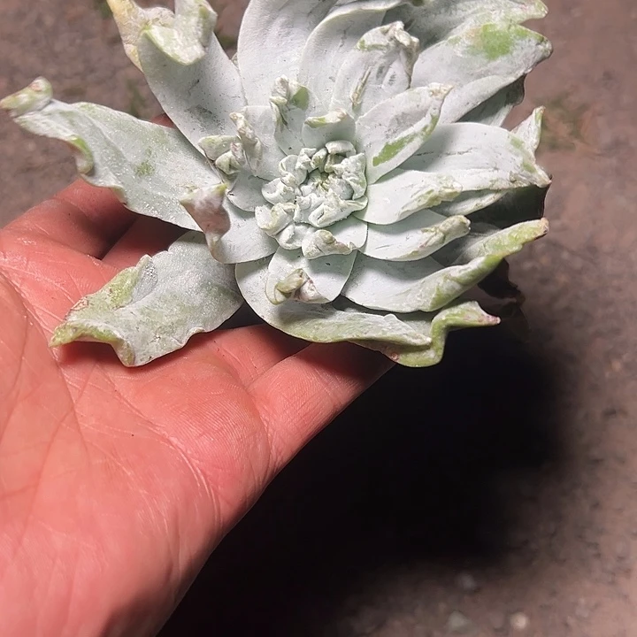 浦西一物一拍1385