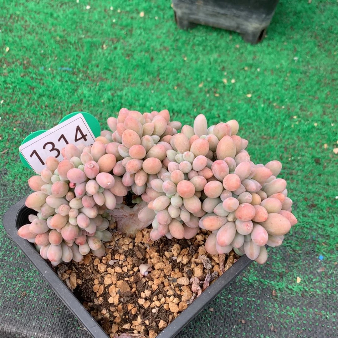 汤圆缀化一物一拍1314