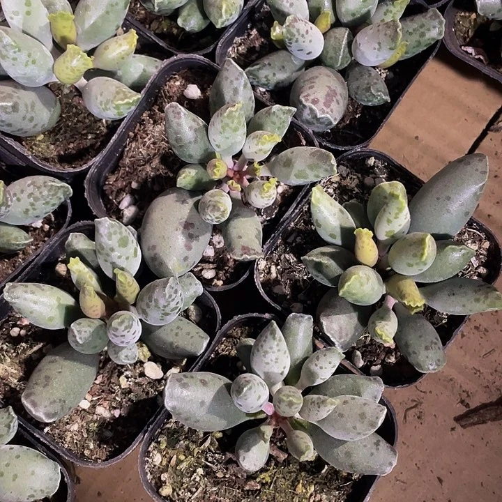 海豹3.8带盆土发