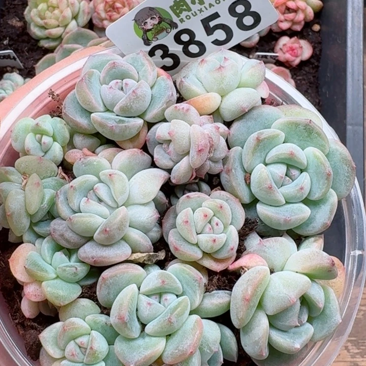 多肉植物多肉植物