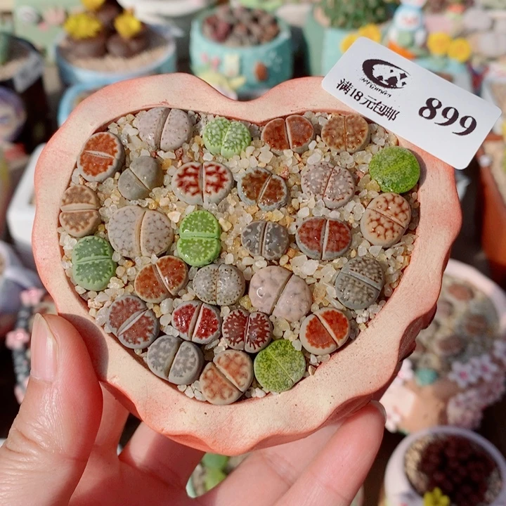 生石花花花花花花花899