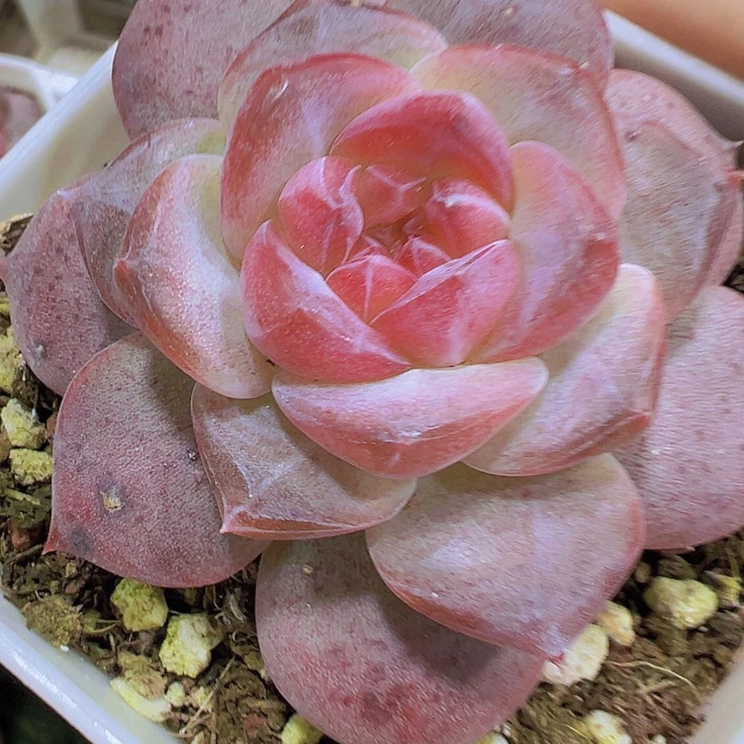 8角喯精品琥珀19包邮