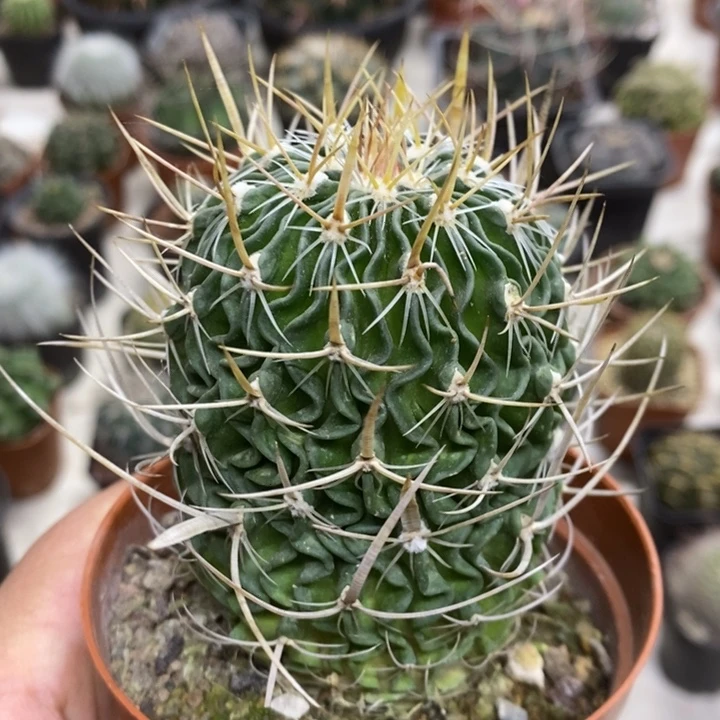 实生振武玉特价福利