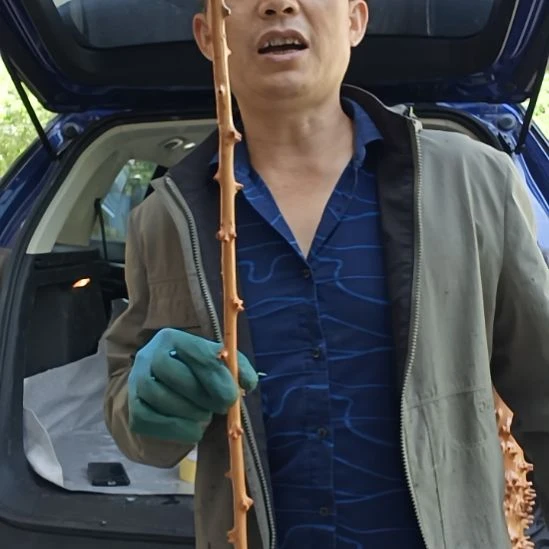 稳定木路***者高山 檬子木文玩料