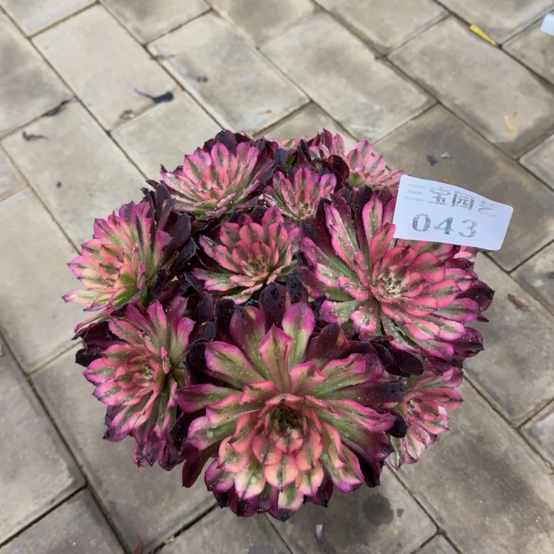 红*1多肉植物043辉煌