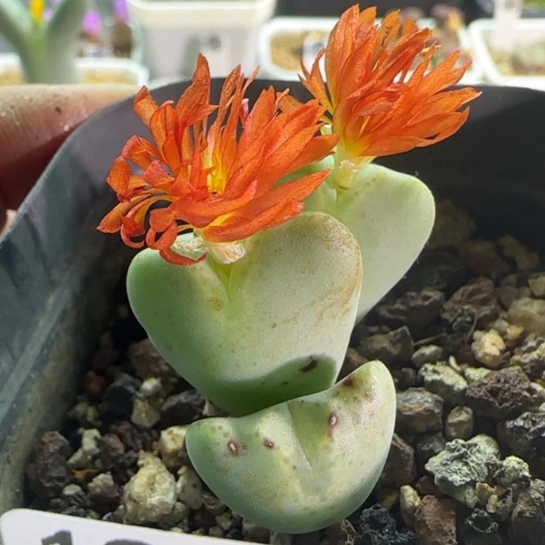 【闪购商品】19209橙璇花将