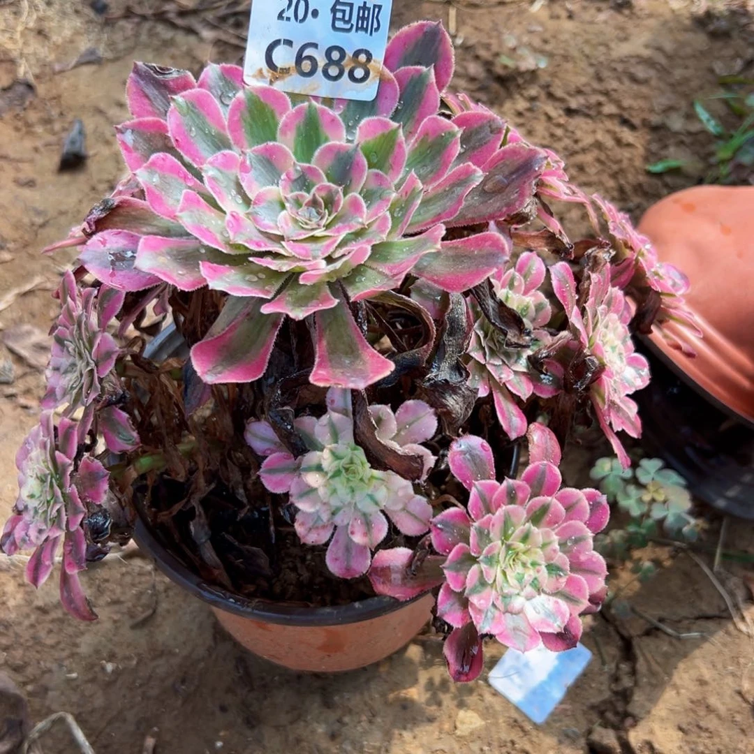688红铜白，多肉法师