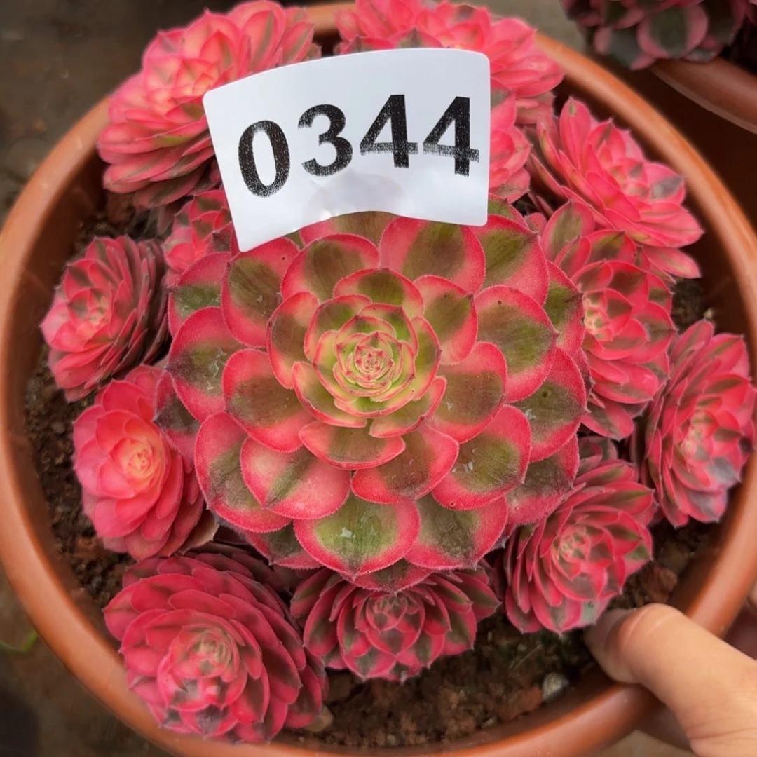 0344多肉植物荔枝