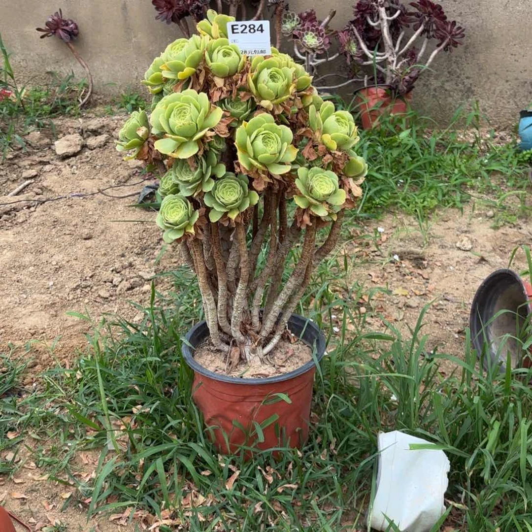 酒*姑284绿杨蓉多肉植物