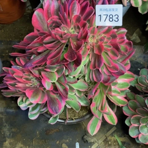 粉女巫多肉植物1783