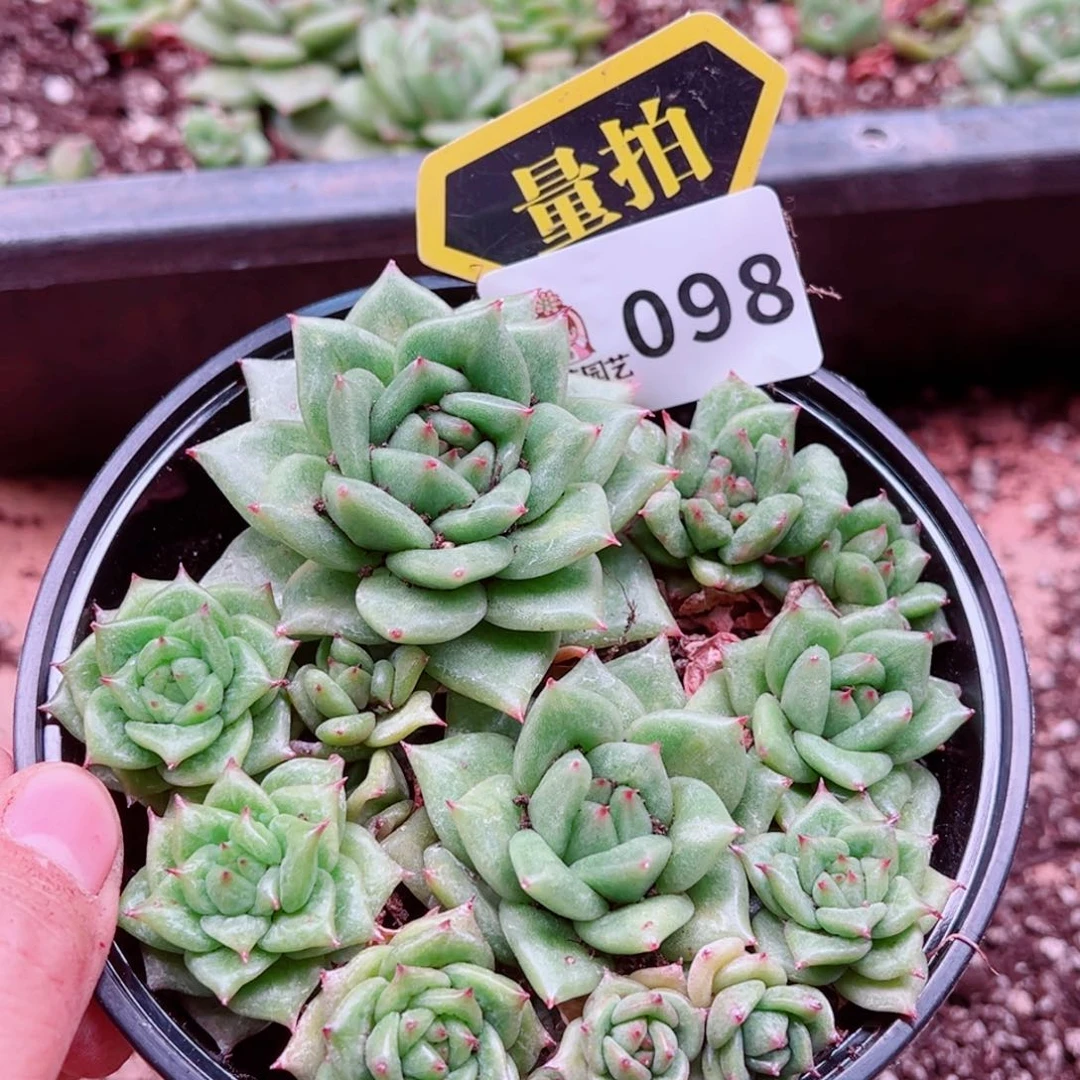 多肉植物多肉植物
