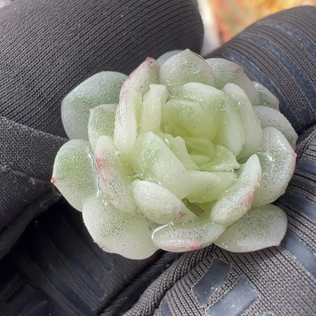 超白麦秆锦，覆轮锦砍头无根