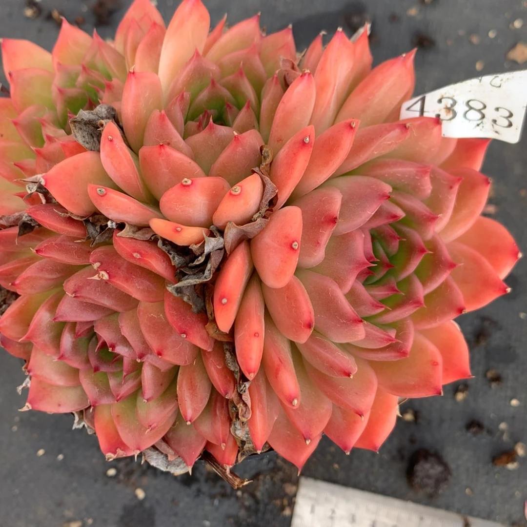 4383杂交多肉老桩