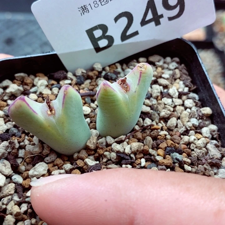 我的小姐姐们都249