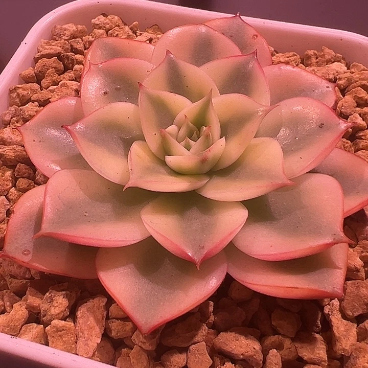 斗牛士锦多肉植物