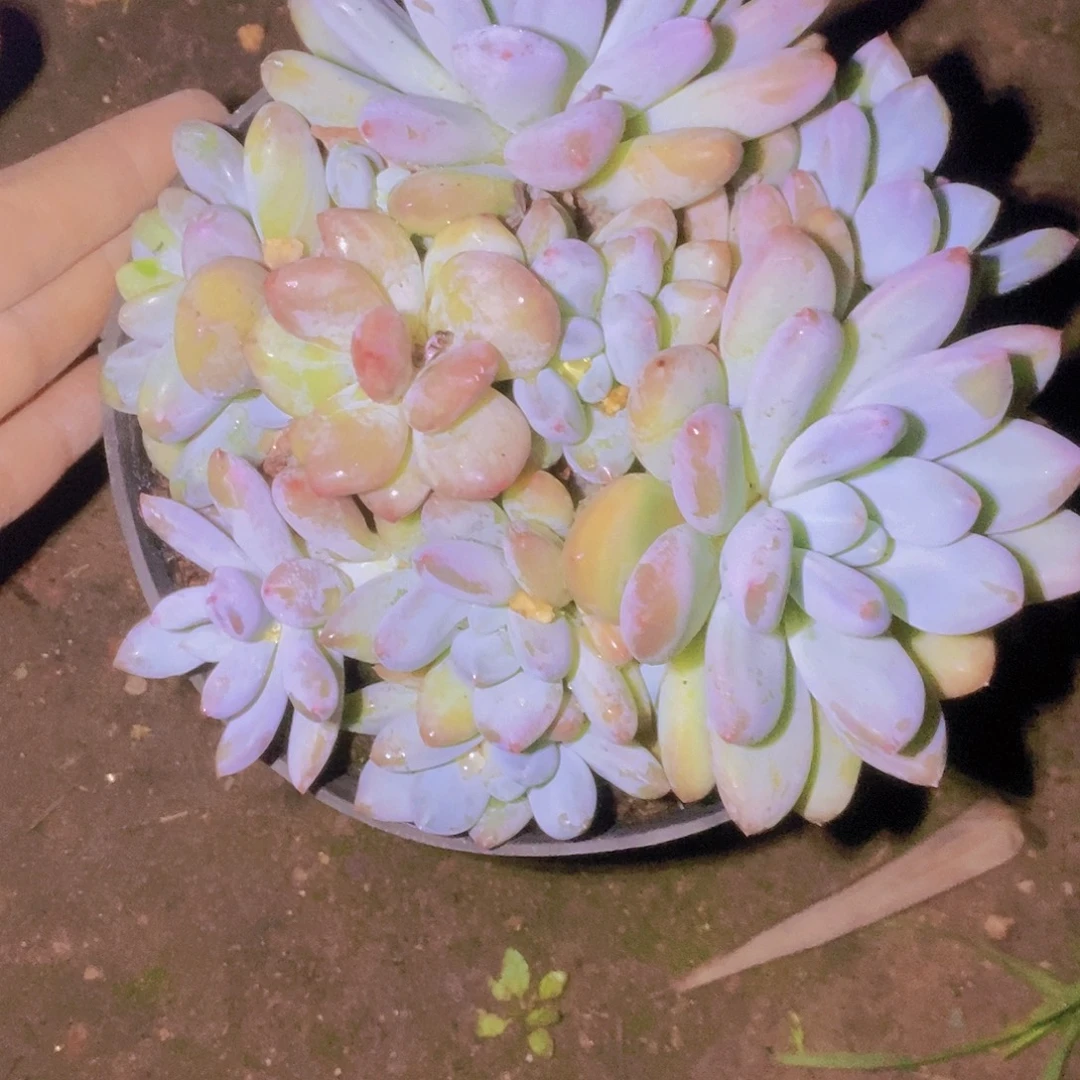 香***影睡觉没啊你也是哦哈我也不