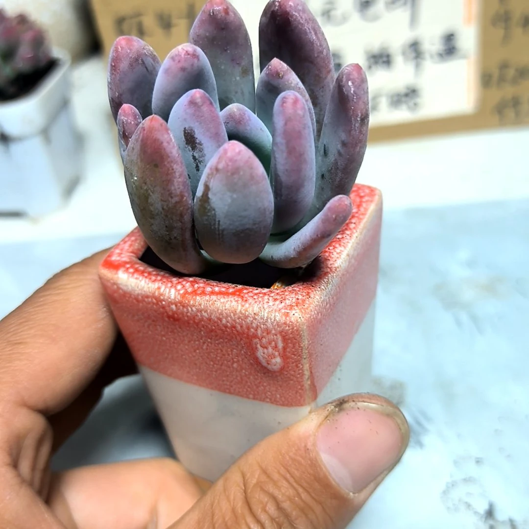 满6元包邮，长叶桃，注意