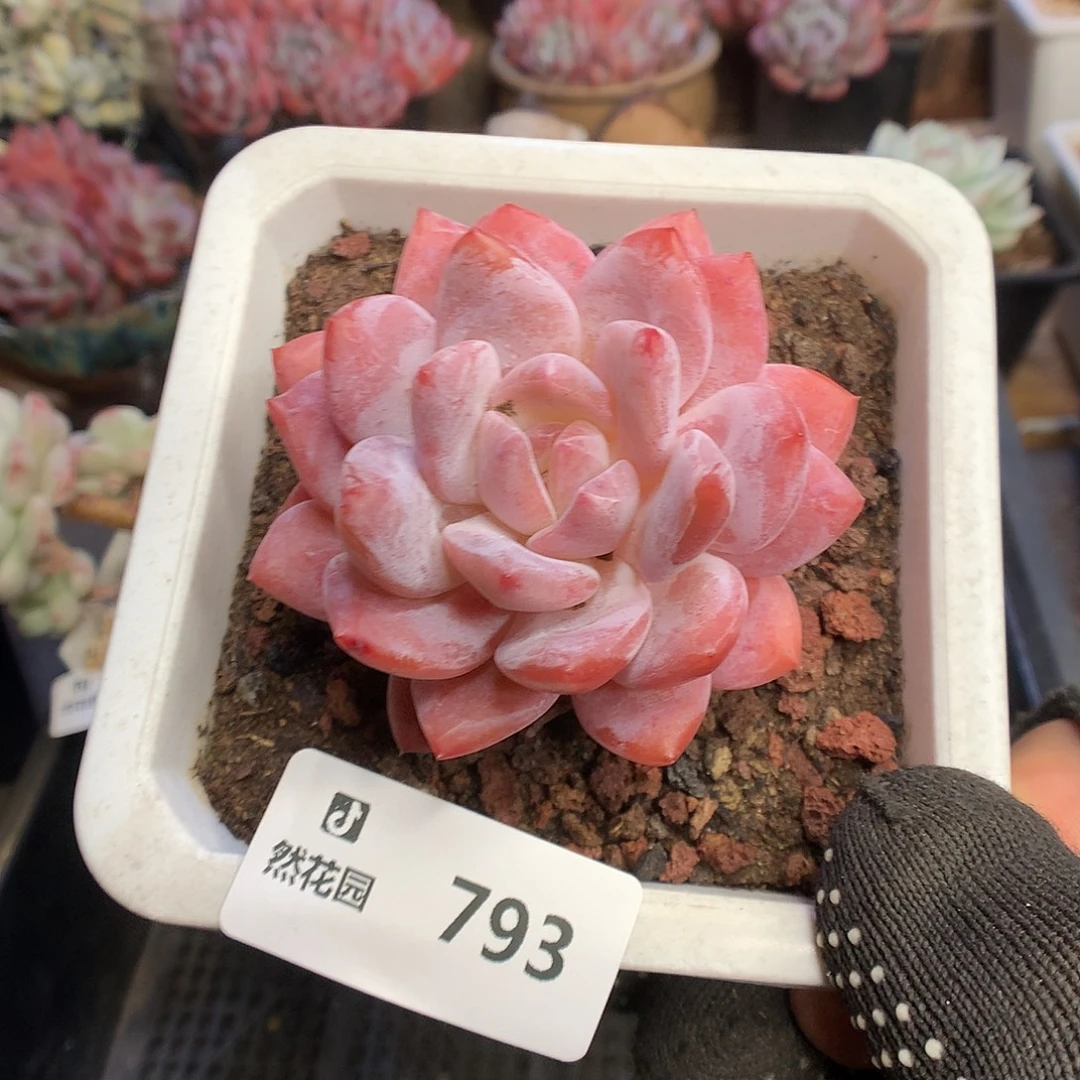 793雪天使多肉植物6666