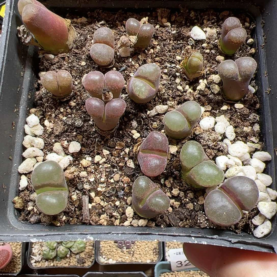 【闪购商品】42 风铃