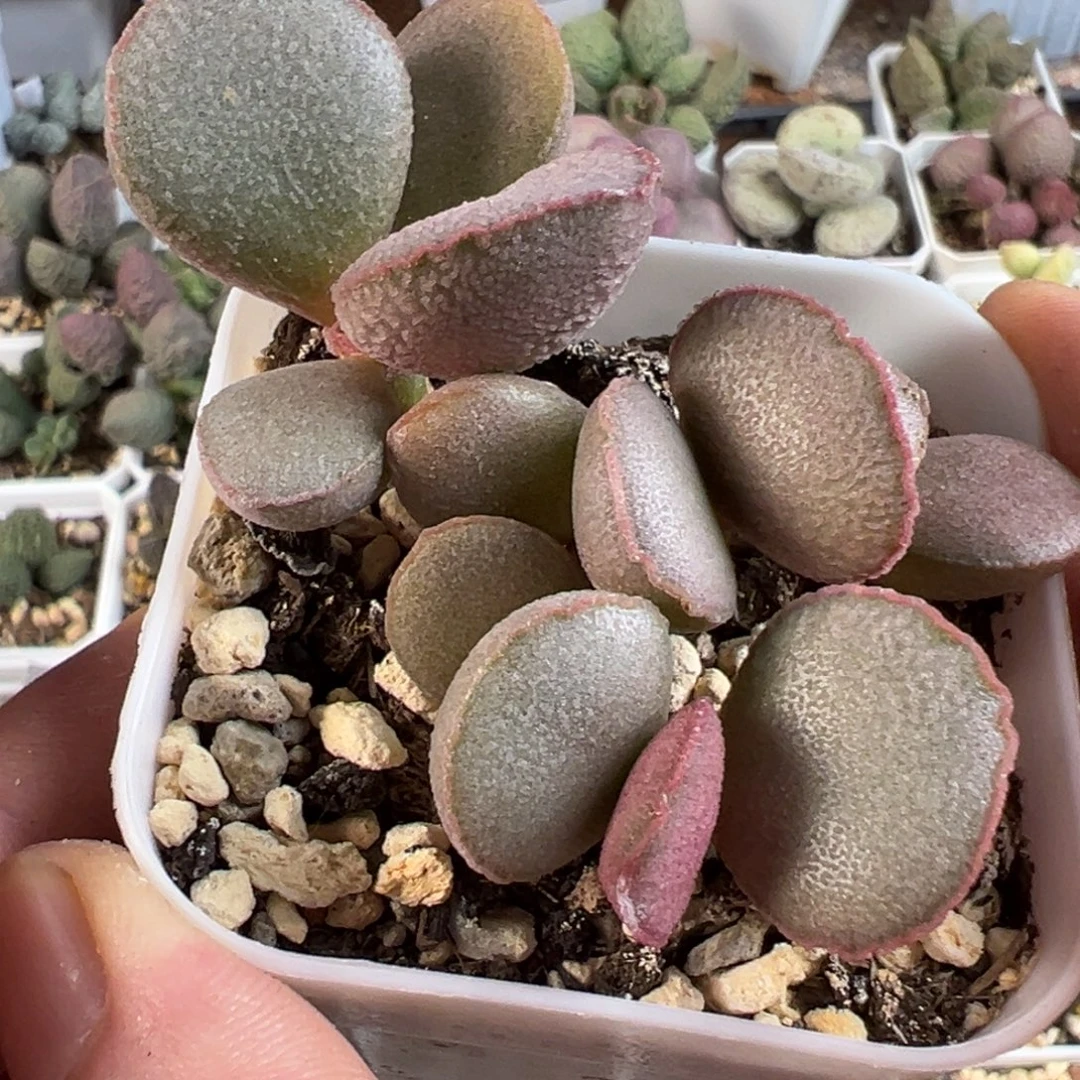 公爵夫人水泡多肉植物