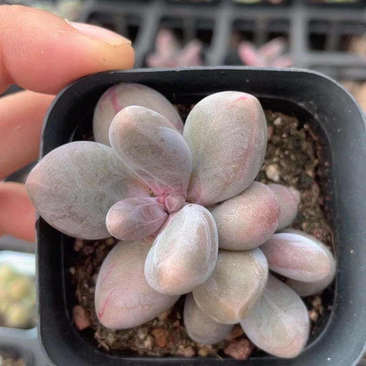 一我一拍满18包邮