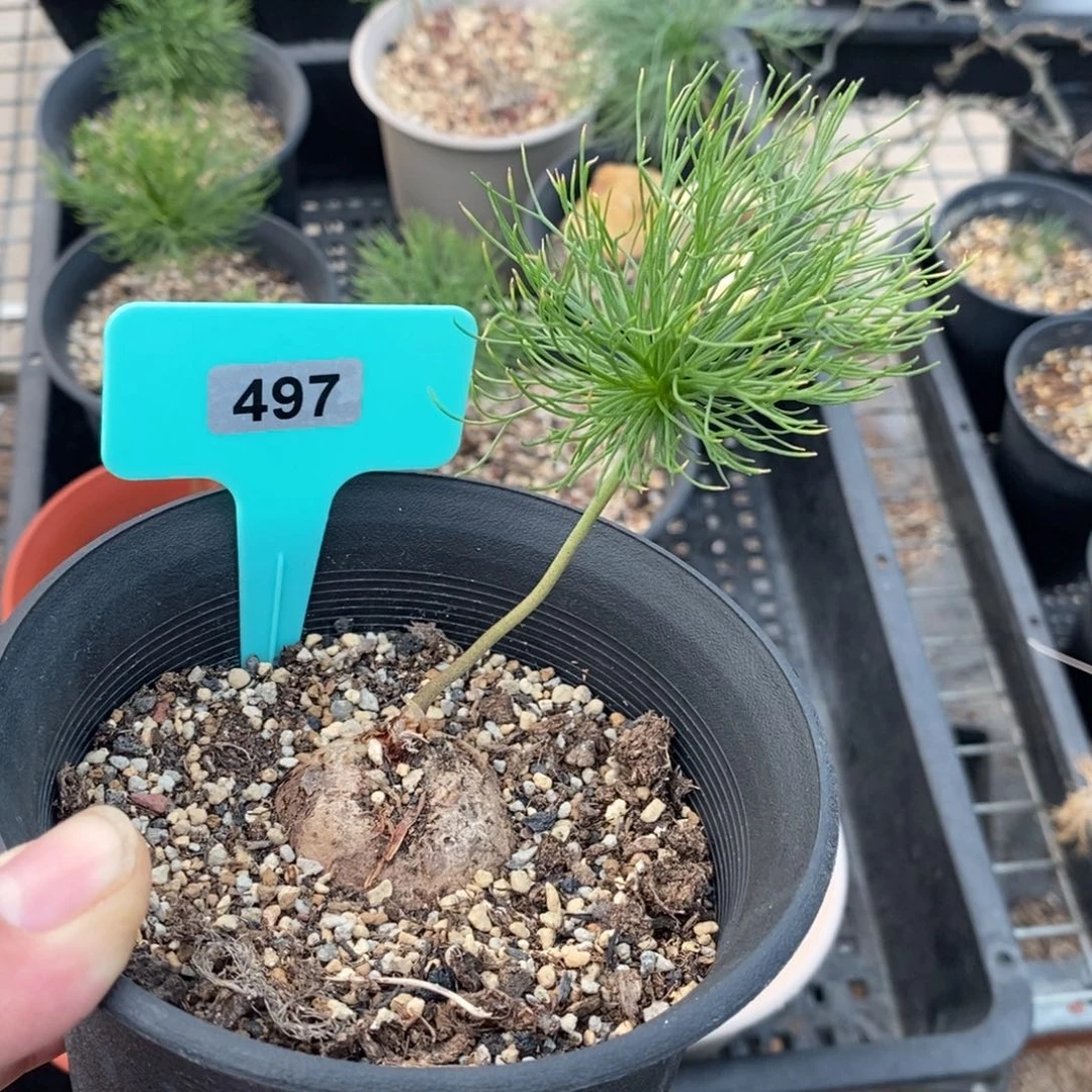 扫把头多肉植物一个多肉